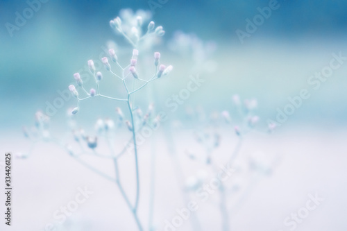 soft focus  little white  wild meadow  flower with green light natural soft sunlight in morning © Alex395