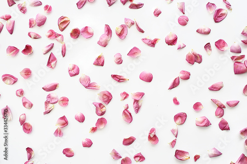 Fotografia pink and red petals background / abstract aroma background, spa pink petals