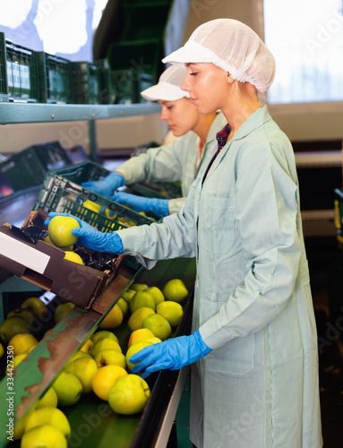 Focused women working on fruit sorting line at warehouse, checking quality of apples