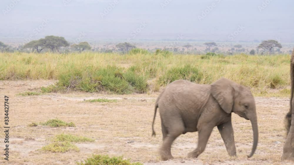 African Elephants Mother and calf crossing in the savanna grasslands African Elephants Mother and calf crossing in the savanna grasslands