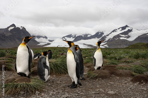 group of penguins interacting funny with each other