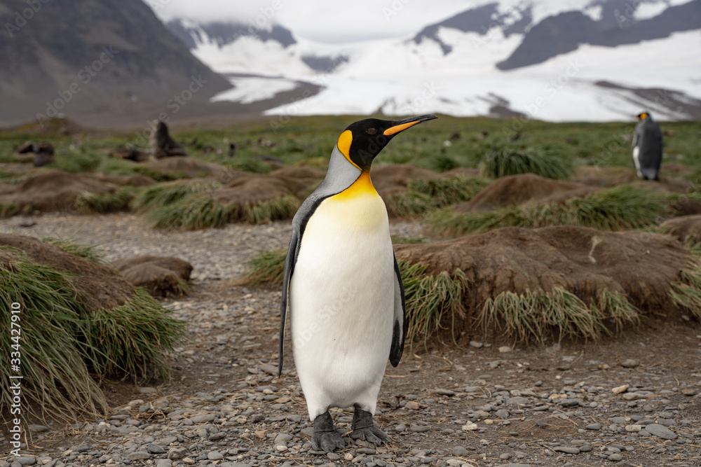 Fototapeta premium penguin in antarctica
