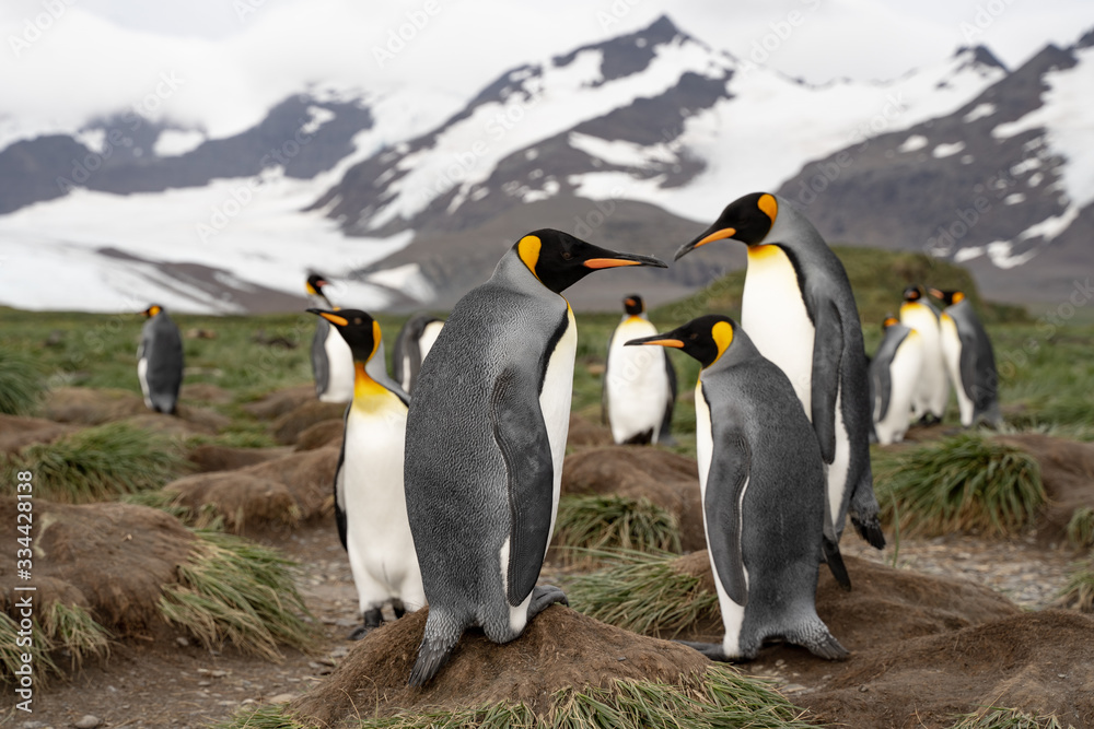 Fototapeta premium group of penguins interacting funny with each other