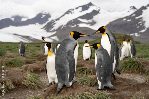 group of penguins interacting funny with each other