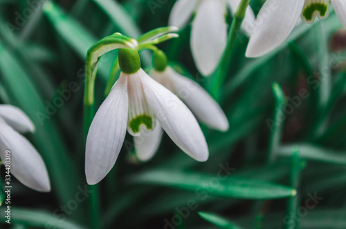 White snowdrops closeup with blurred background