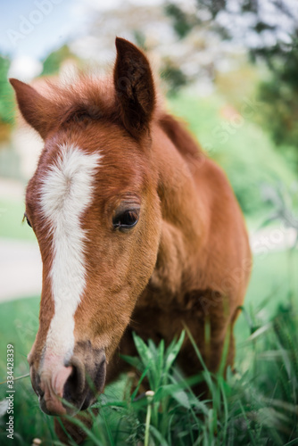 Baby horse foal eating green grass