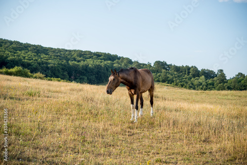 Lonely horse on a summer field 