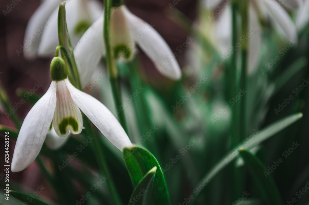 Obraz premium White snowdrops closeup with blurred background