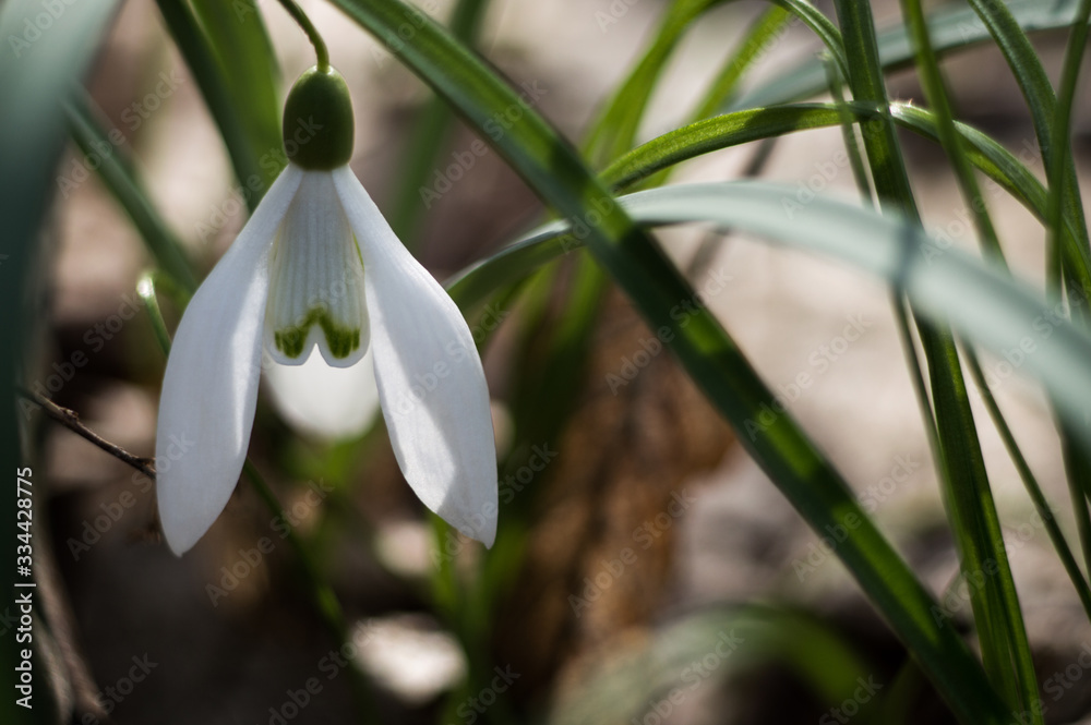 White snowdrops closeup with blurred background White snowdrops closeup with blurred background