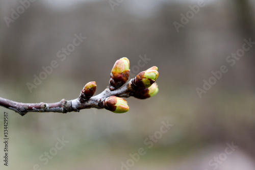 tree branch, little spring cherry burgeons photo