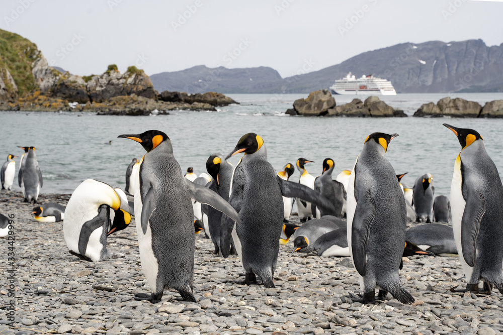 Obraz premium group of penguins in antarctica