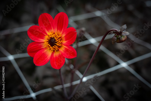 close up of a dahila flowers in shades of orange and yellow