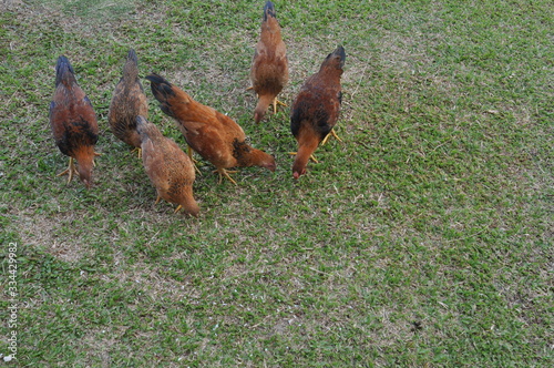 rooster or hen on farm © A212