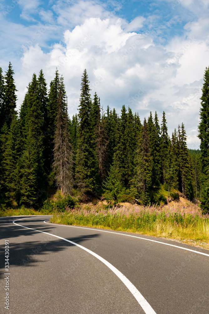 mountain road, mountain, mountain landscape, trees, green, road between firs,