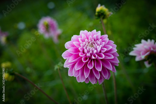 close up of a dahlia flower in shades of pink and purple
