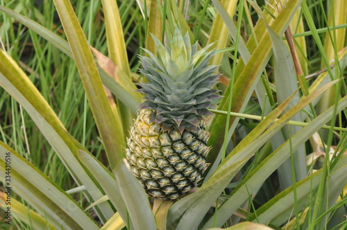 close up of  pineapple