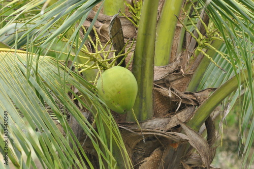 close up of coconut and coconut tree