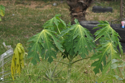 close up of papaya leaf