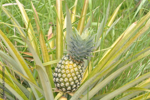 close up of  pineapple