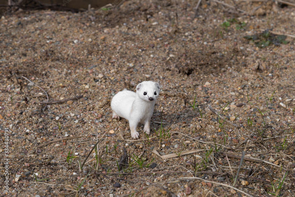 White weasel ( Mustela nivalis ) in sand in early spring White weasel ( Mustela nivalis ) in sand in early spring