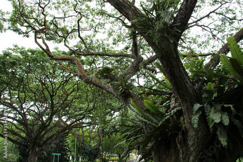 in the telok blangah hill park in singapore