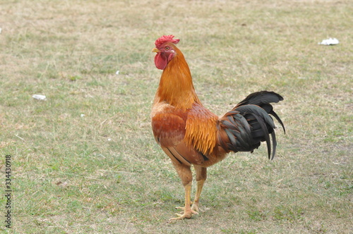 rooster or hen on farm
