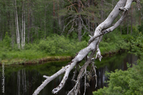 old tree in the forest