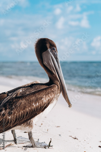 Pelican on the Caribbean