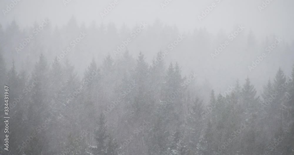 Spruce woods trees in winter overcast day in snowstorm Spruce woods trees in winter overcast day in snowstorm