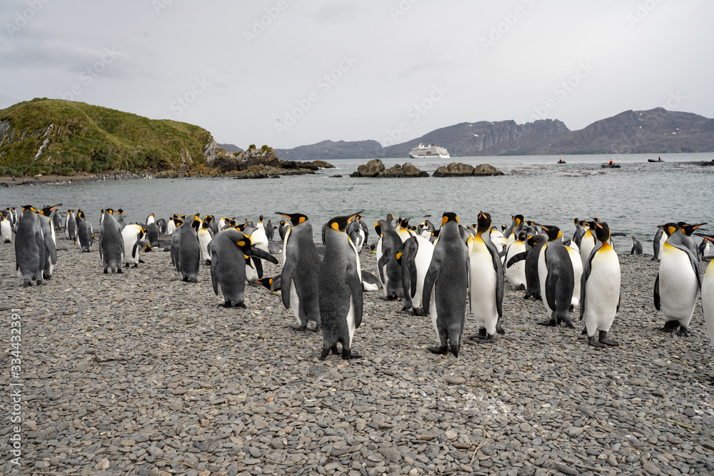 Fototapeta premium group of penguins
