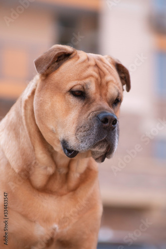 Cadebo dog portrait in the city photo