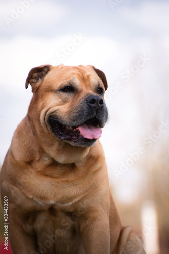 Portrait of a dog breed cadebo fawn in the city