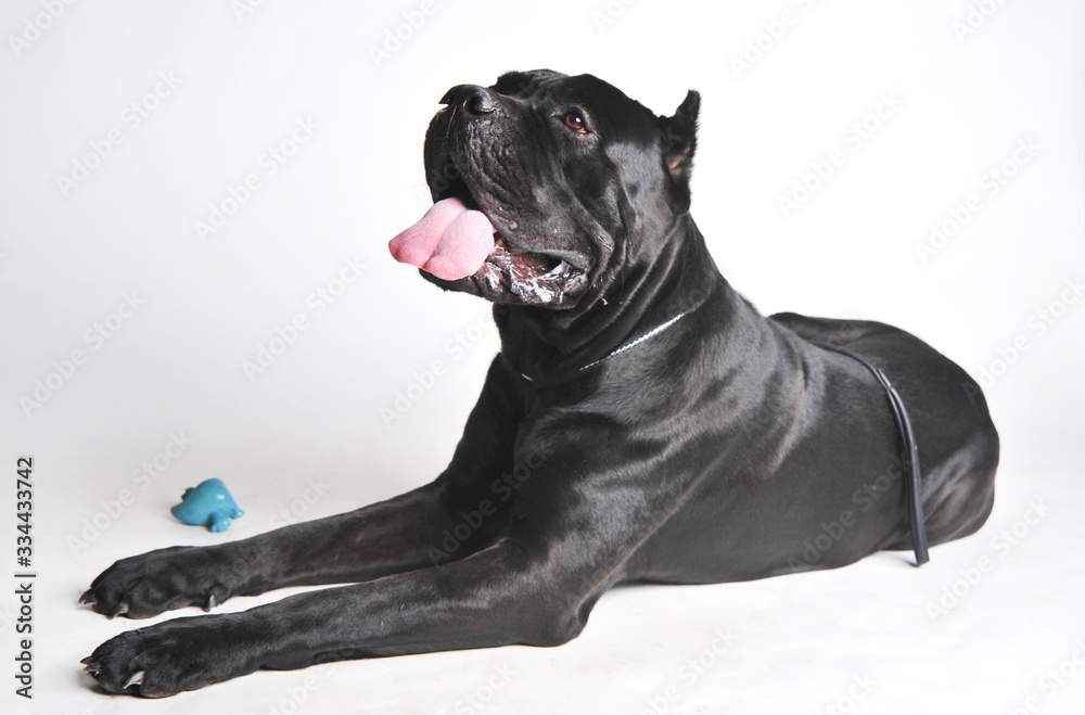Close-up black mastiff lies isolated on white Close-up black mastiff lies isolated on white
