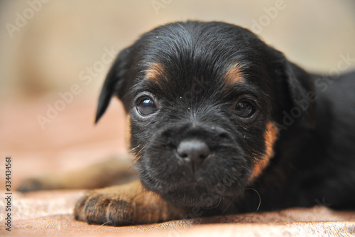 Cute puppies portrait of a Jagdterrier