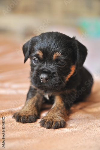 Cute puppies portrait of a Jagdterrier