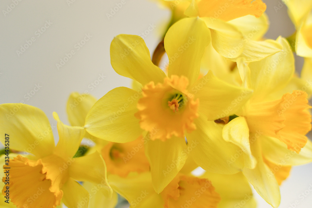 Daffodils on a white background. Floral background. Beautiful flowers, place for text, postcard, business card. Daffodils on a white background. Floral background. Beautiful flowers, place for text, postcard, business card.