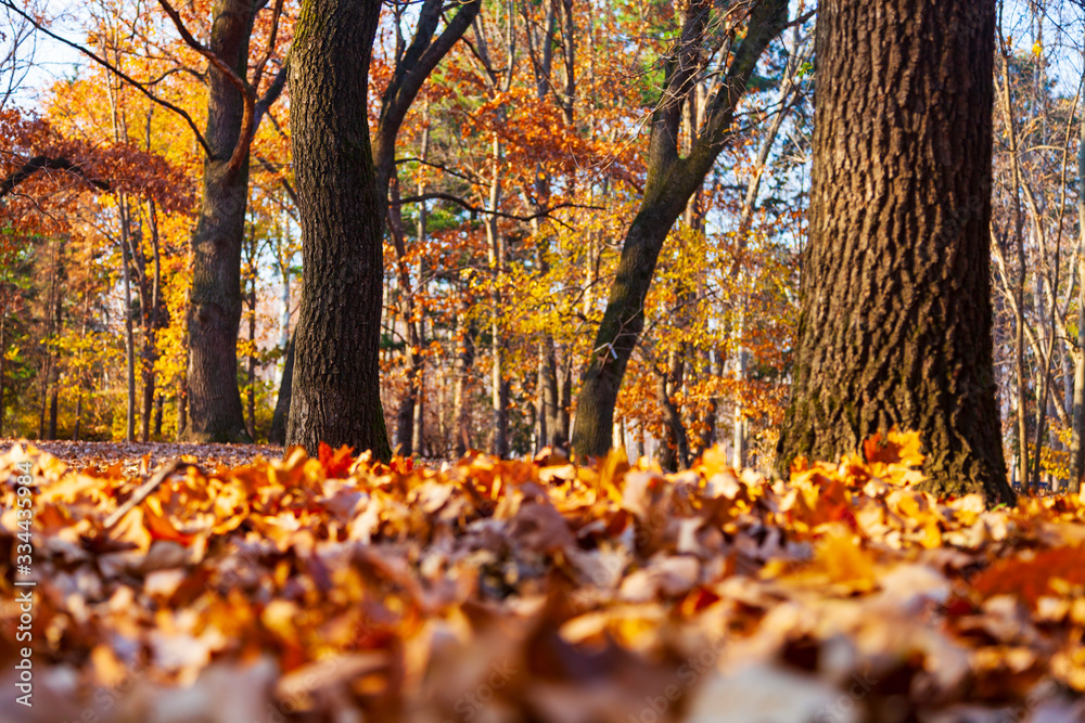 Beautiful autumn park.