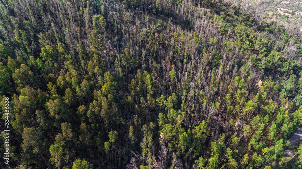 Burned trees in the park on the mountain Monchique. Aerial view. Portugal Algarve Burned trees in the park on the mountain Monchique. Aerial view. Portugal Algarve