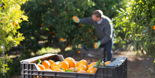 Ripe tangerines on farm with working farmer photo