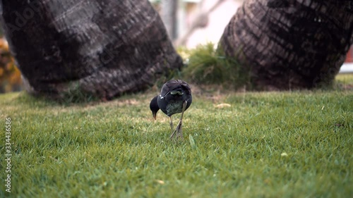 Bird Walking On Green Grass In Caribe Dominican Republic Resort Hotrel. photo