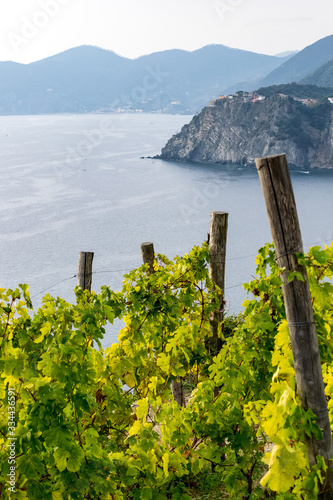 Natural view of the beautiful and almost  untouched coast of Liguria in northern Italy hiking in the five lands trail, with a green vineyard in the foreground