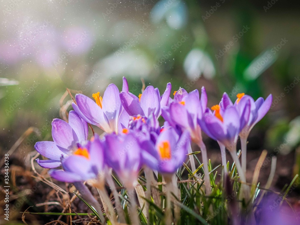 Purple crocus flowers in garden, awakening in spring to the warm gold rays of sunshine Purple crocus flowers in garden, awakening in spring to the warm gold rays of sunshine