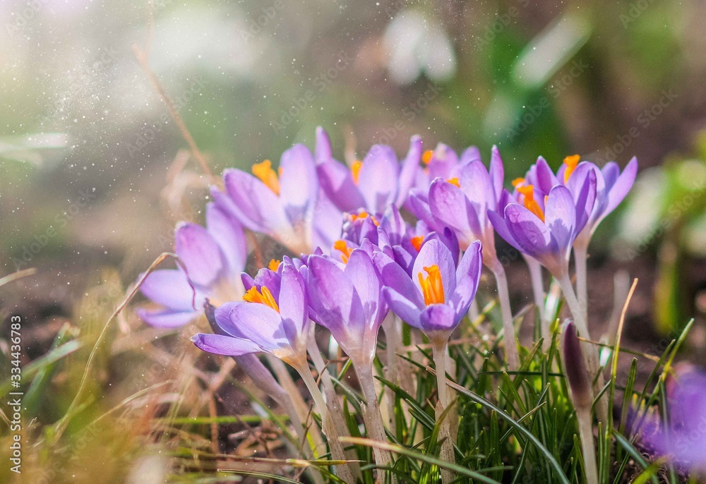 Purple crocus flowers in garden, awakening in spring to the warm gold rays of sunshine Purple crocus flowers in garden, awakening in spring to the warm gold rays of sunshine