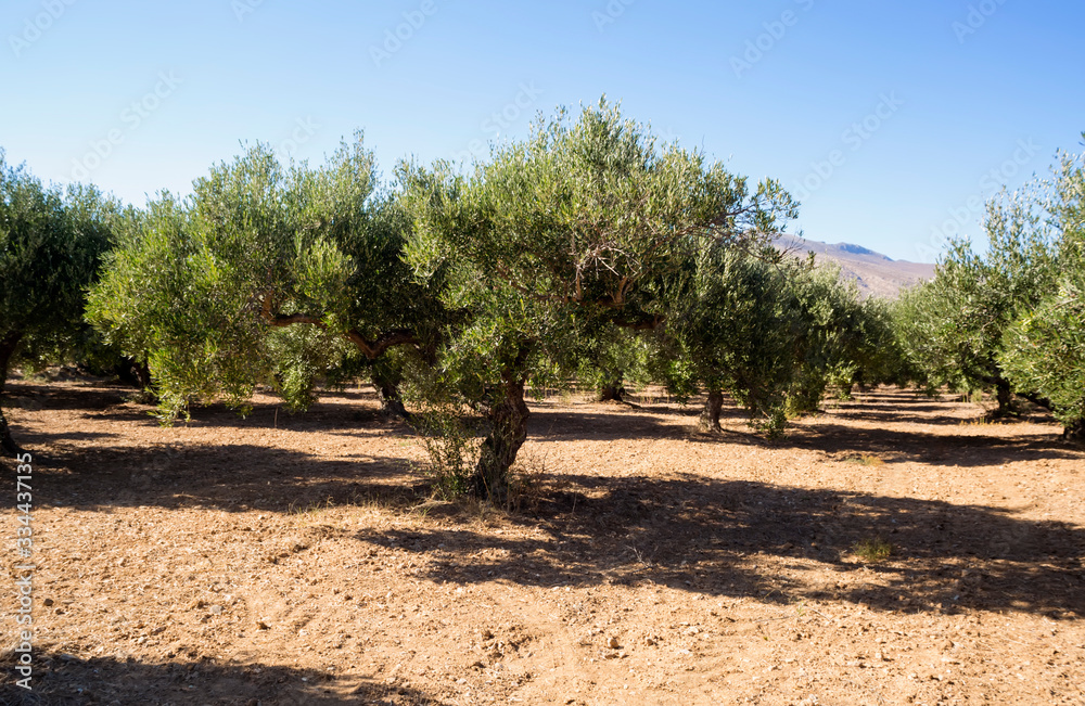 Fototapeta premium Olive trees garden