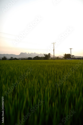 rizières vietnamienne