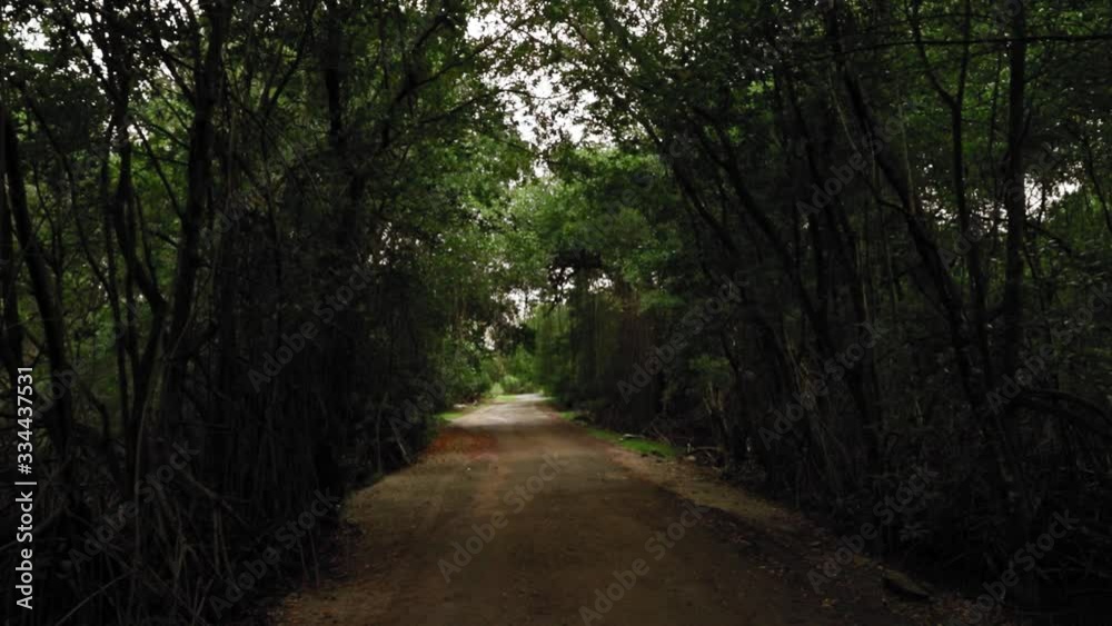 Road canopied by trees in Tobago, West Indies. Road canopied by trees in Tobago, West Indies.