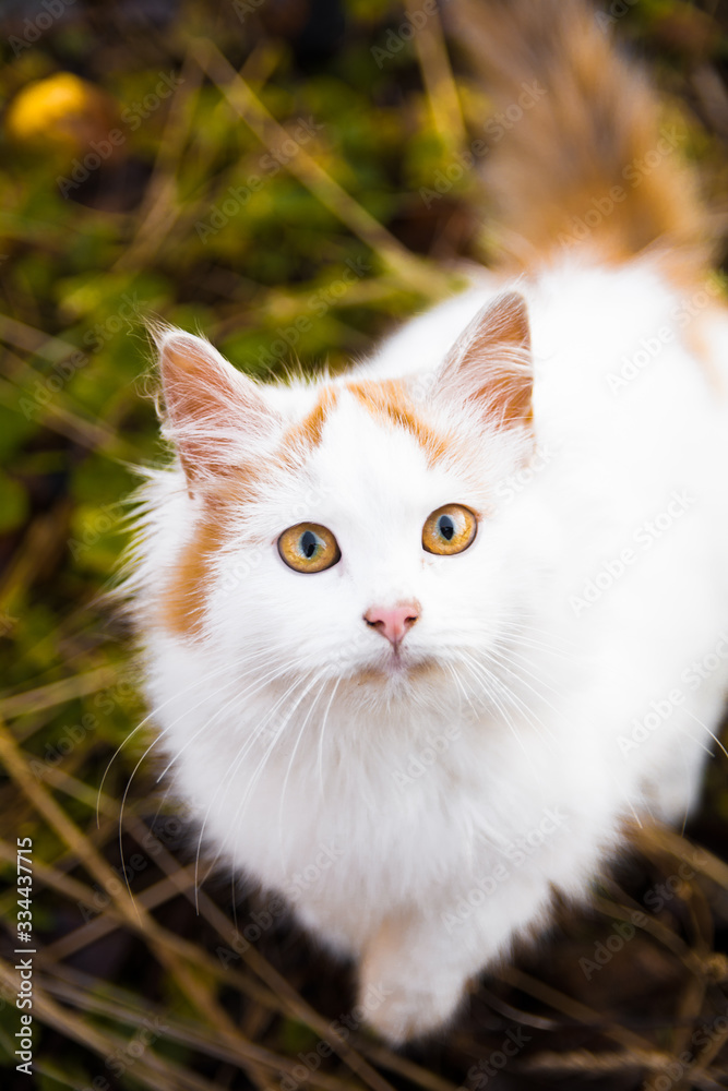 Fototapeta premium White cat on the grass looking in camera