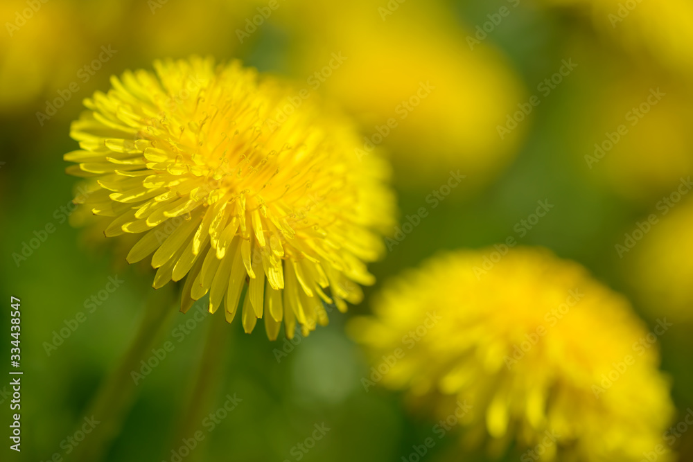Yellow dandelion flowers (Taraxacum officinale). Dandelions field background on spring sunny day. Blooming dandelion. Medicinal wild herb. Yellow dandelion flowers (Taraxacum officinale). Dandelions field background on spring sunny day. Blooming dandelion. Medicinal wild herb.