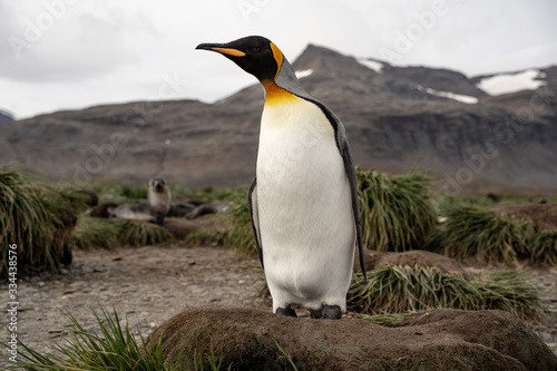 penguin in antarctica