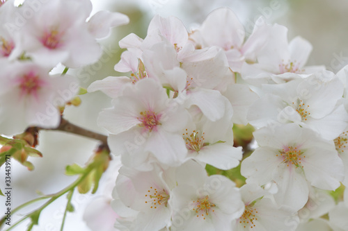 Fototapeta Naklejka Na Ścianę i Meble -  ふんわり優しい春の桜